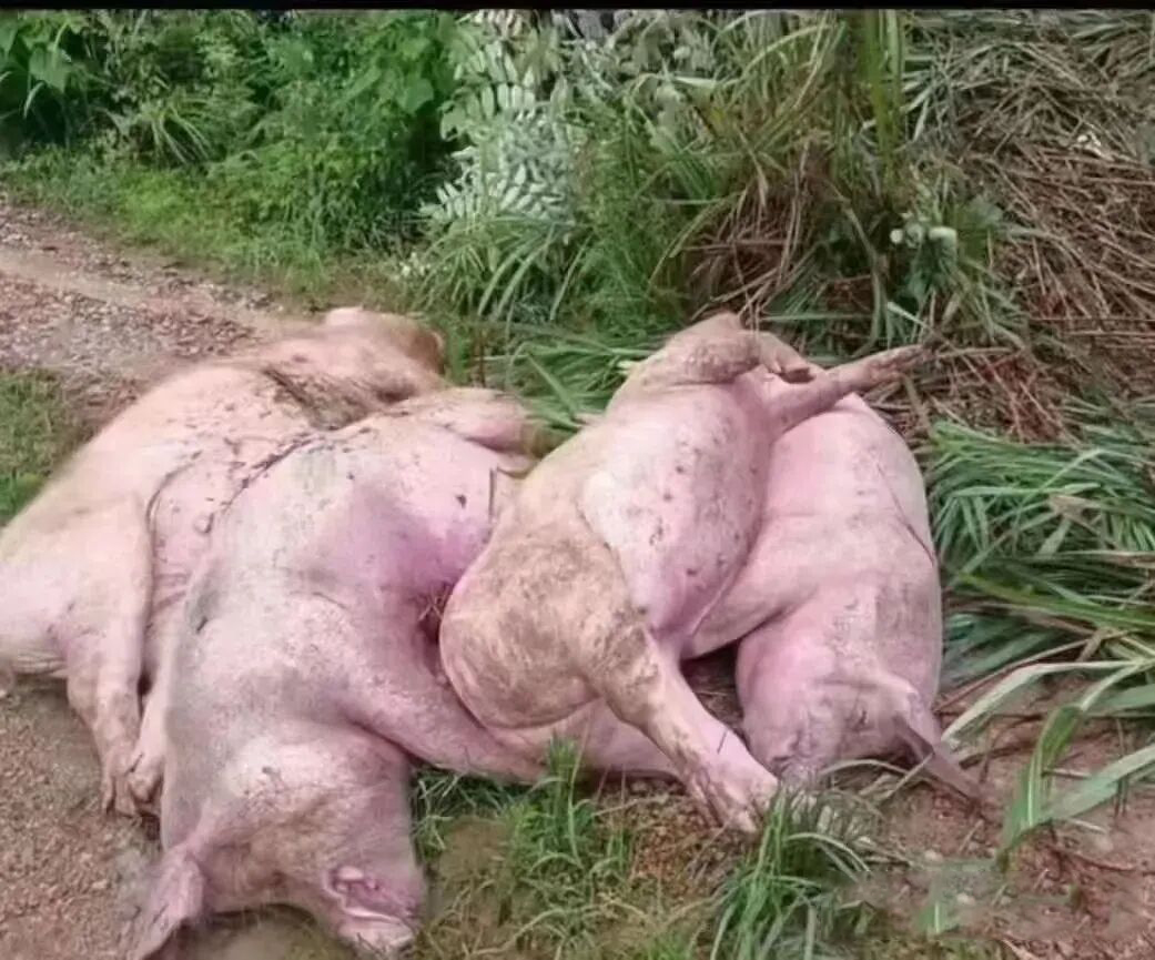 1763534841774529.jpg 1763534841774529.jpg